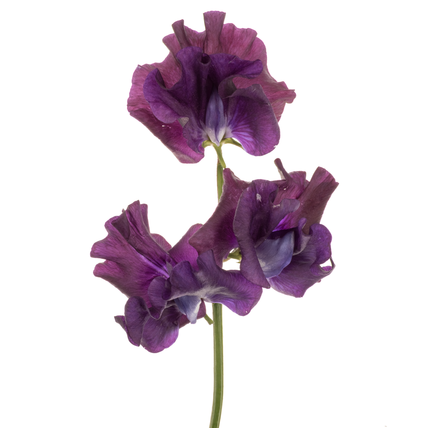 Wicken dunkel lila Purper Cape 40cm