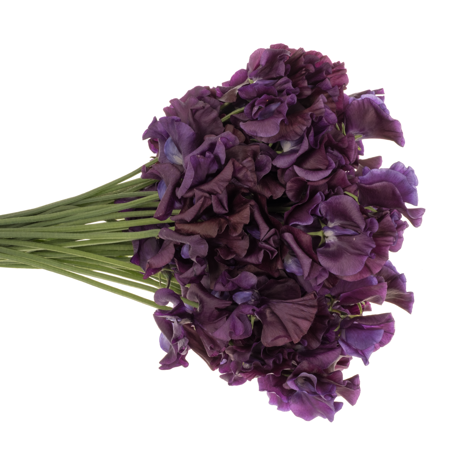 Wicken dunkel lila Purper Cape 40cm