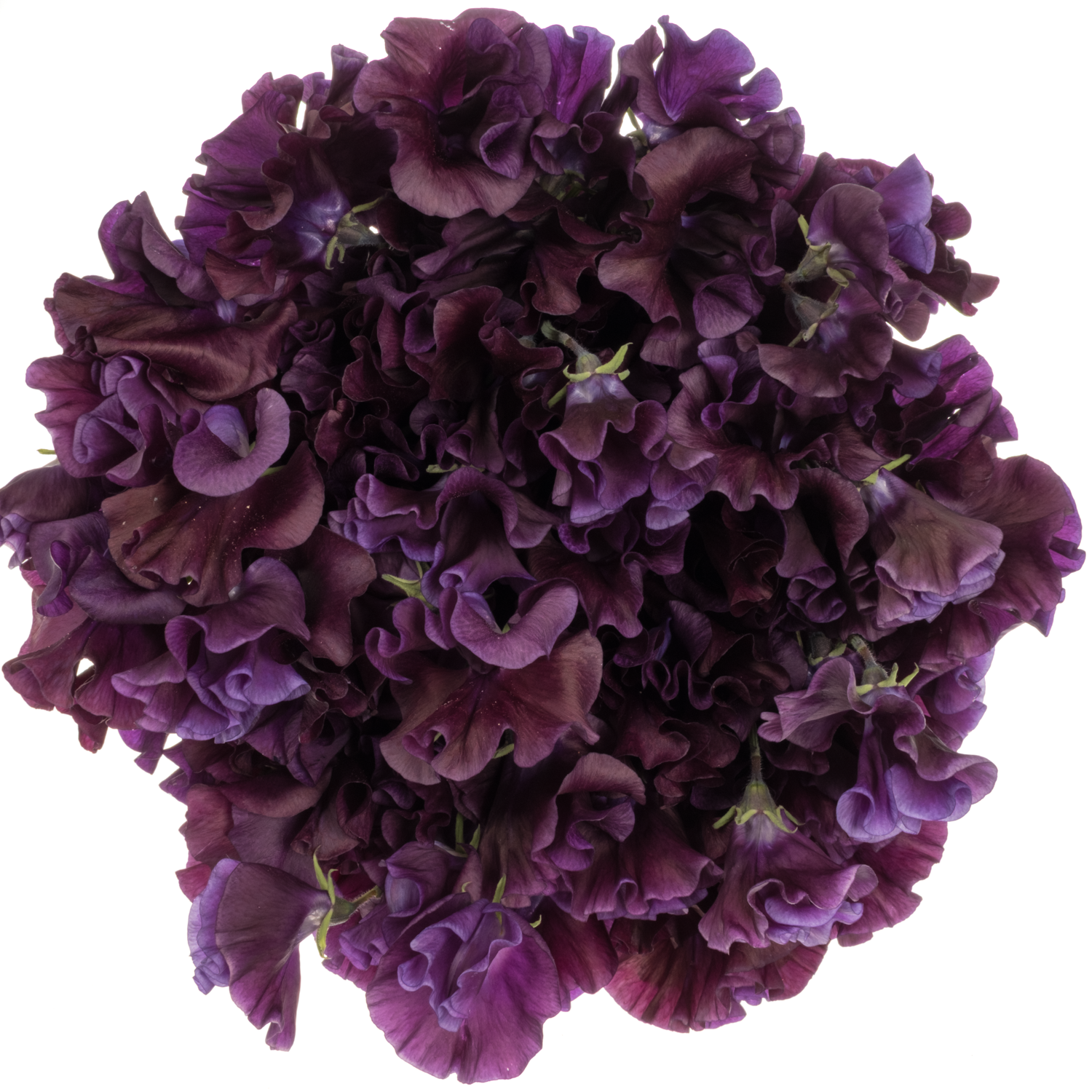 Wicken dunkel lila Purper Cape 40cm