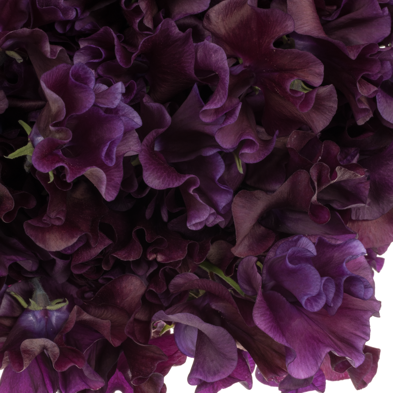 Wicken dunkel lila Purper Cape 40cm