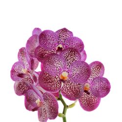 Vanda pink Deep Purple X4 Stiele