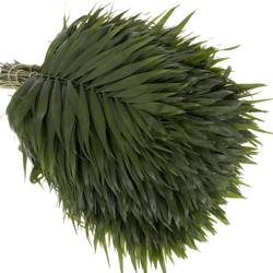 Chico grün Jumbo Buendel 45cm