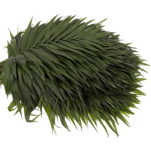 Chico grün Jumbo Buendel 45cm
