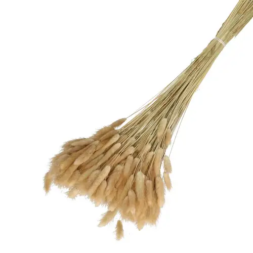 Trocken Lagurus natur L65cm 100gr