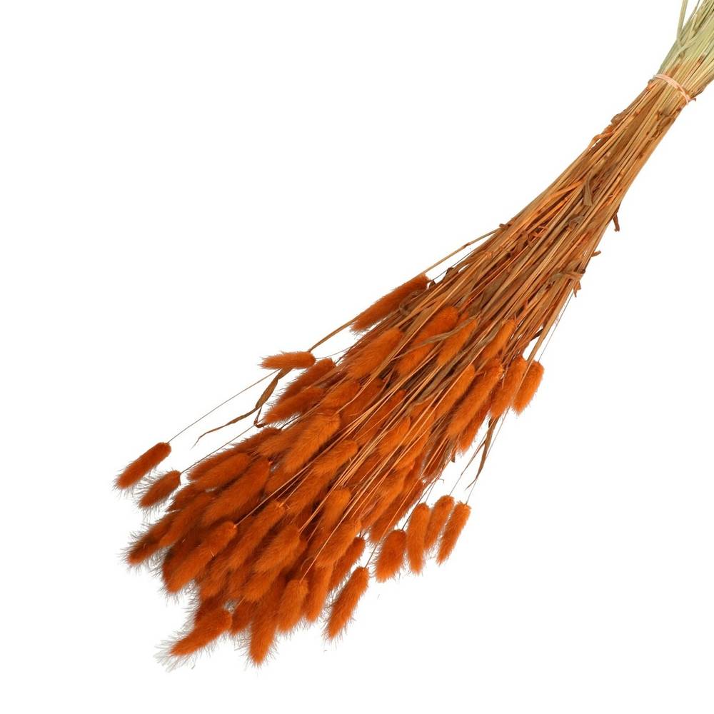 Trocken Lagurus rostig L65cm 100gr