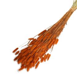 Trocken Lagurus rostig L65cm 100gr