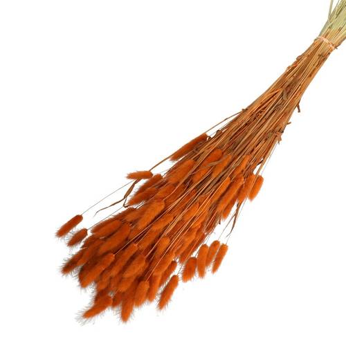 Trocken Lagurus rostig L65cm 100gr