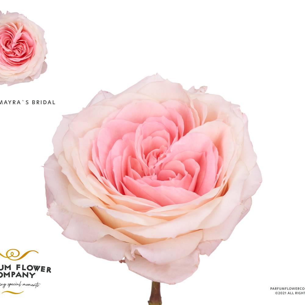 Rose hell rosa Mayra's Bridal 40cm