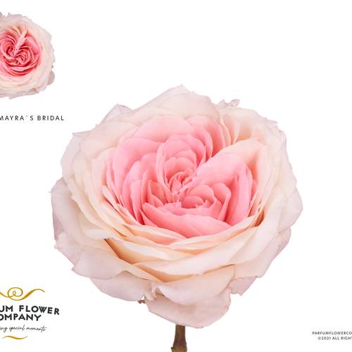 Rose hell rosa Mayra's Bridal 40cm