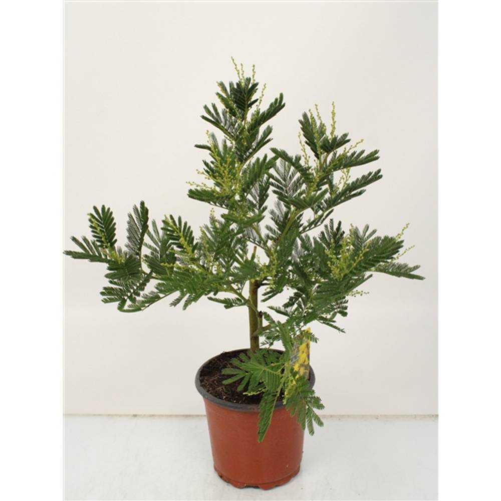 Acacia Mimosa Busch T15 H50 