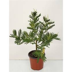 Acacia Mimosa Busch T15 H50 