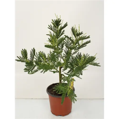 Acacia Mimosa Busch T15 H50 