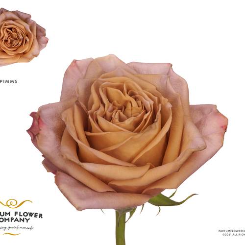 Rose senf/fuchsia Pimms 50cm