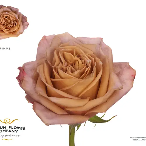 Rose senf/fuchsia Pimms 50cm