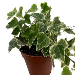 Efeu White Wonder T09 H07