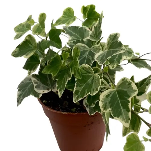 Efeu White Wonder T09 H07