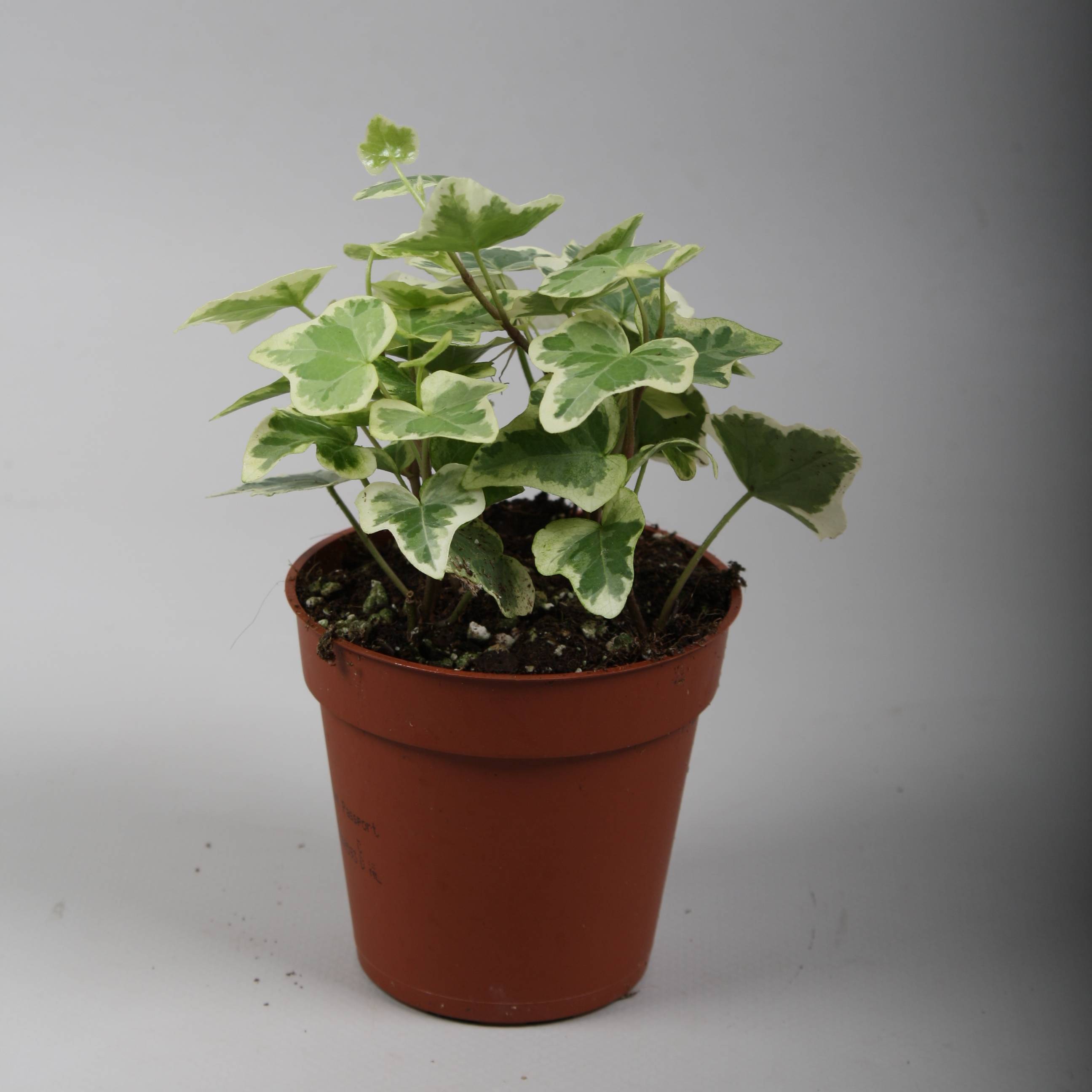 Efeu White Wonder T09 H07 (Efeu) | Heyl - Blumengrohandel /  Floristikgrohandel