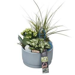 Carex.Arr PTSUT8945 T16 H026