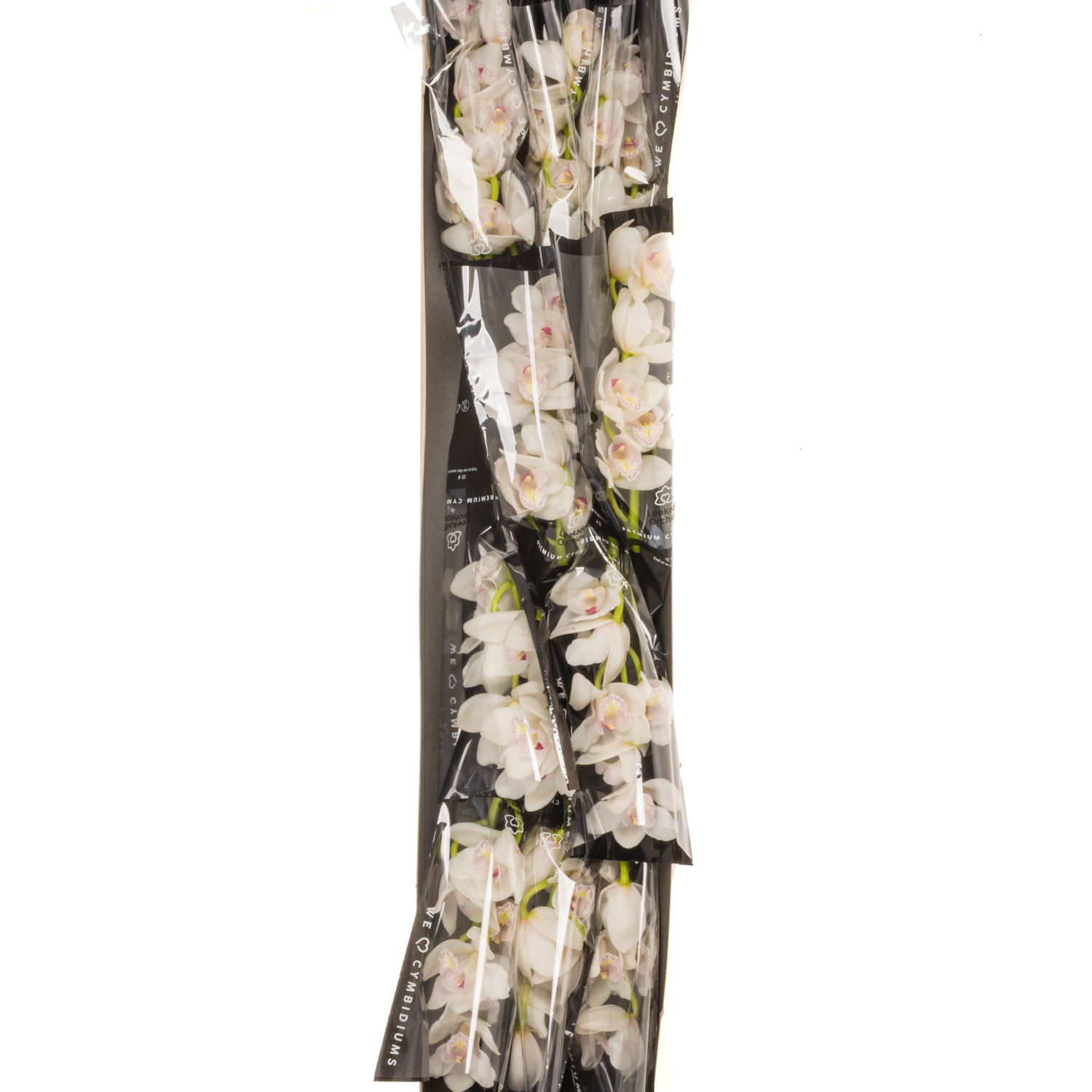 Mini Cymbidium weiss Barbara 40cm 8+Blüte