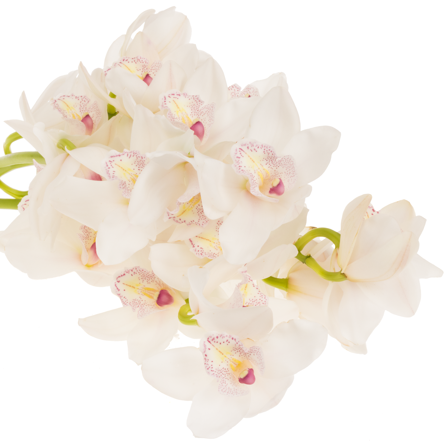 Mini Cymbidium weiss Barbara 40cm 8+Blüte