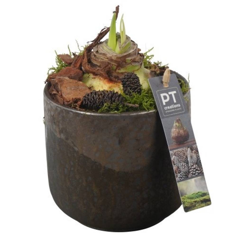 Amaryl.Arr PTAA7510 rote Bl. T13 H021