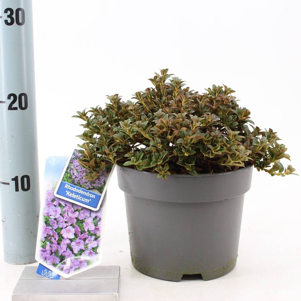 Rhododendron Keleticum T17 H25