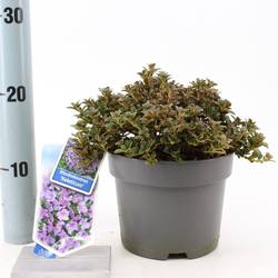 Rhododendron Keleticum T17 H25