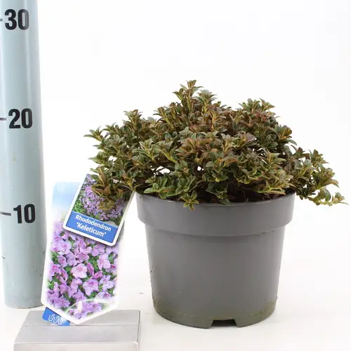 Rhododendron Keleticum T17 H25