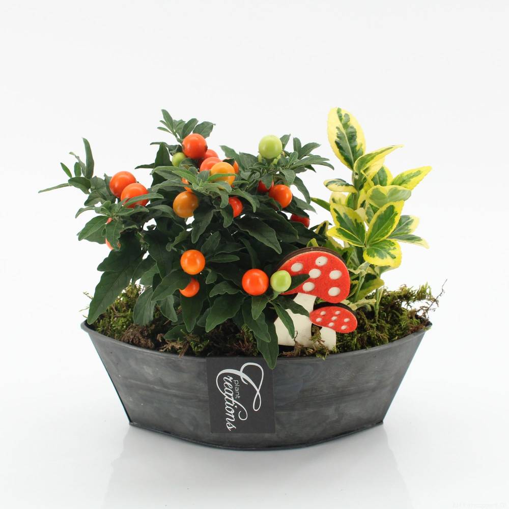Garten.Arr-2512 Herbst T22 H020
