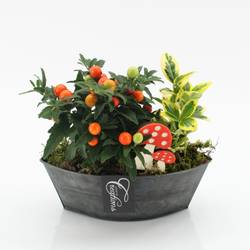 Garten.Arr-2512 Herbst T22 H020