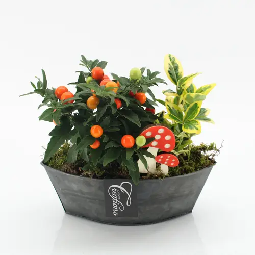 Garten.Arr-2512 Herbst T22 H020