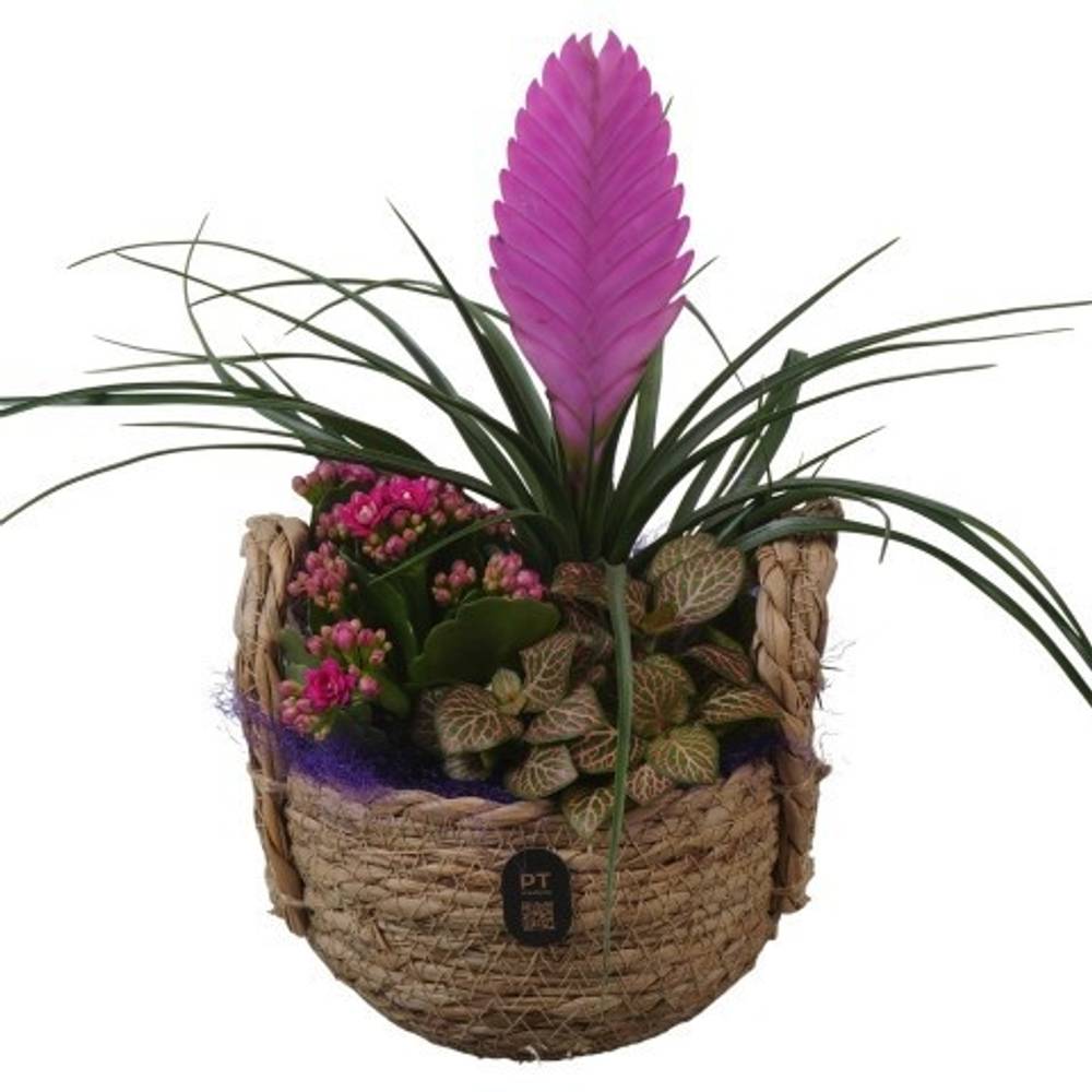 Tilland.Arr PTIB5235 T15 H030