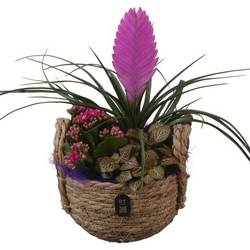Tilland.Arr PTIB5235 T15 H030