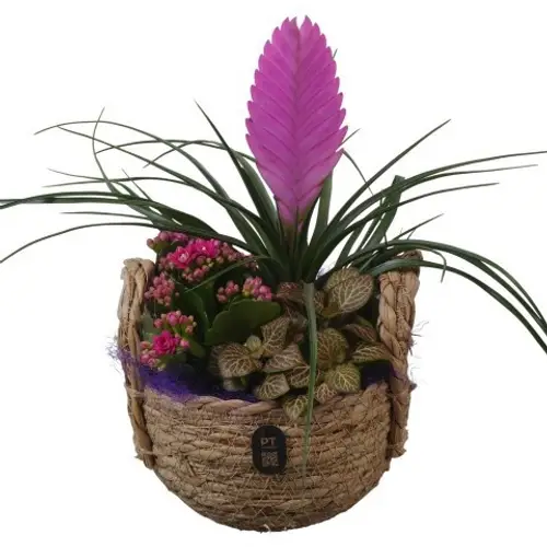 Tilland.Arr PTIB5235 T15 H030