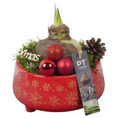 Amaryl.Arr PTACH5808 rote Bl. Weihnachten T18 H021