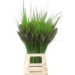 Ziergras weinrot Redhead 70cm