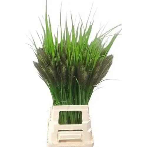 Ziergras weinrot Redhead 70cm