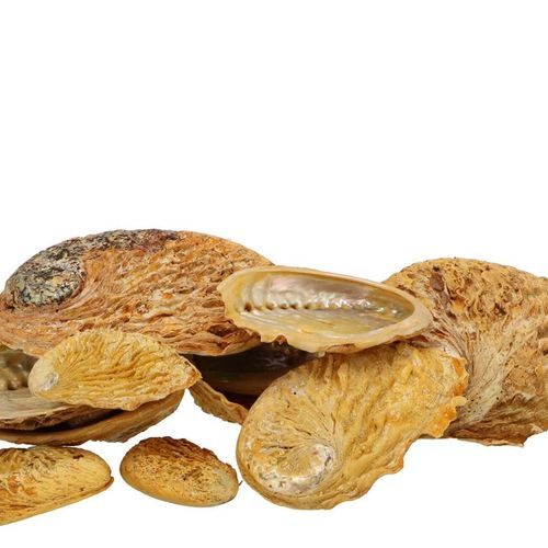 Muscheln Abalone gelb 19x18,5x4,5cm