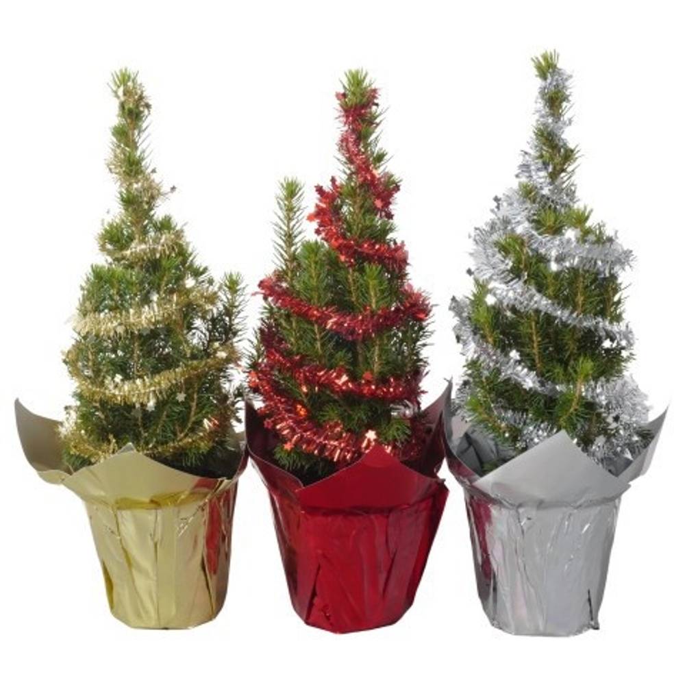 Picea Glauca Conica mix PTK25343 Weihnachten T09 H030