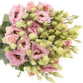 Lisianthus - LISIANTHUS ROSA VALENTIN ANGEBOT Lisianthus - LISIANTHUS ROSA VALENTIN ANGEBOT