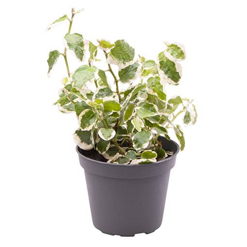 Ficus Pumila Bunt T06