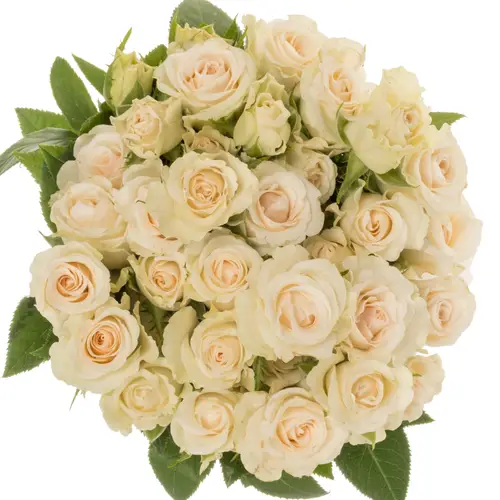 Rose verzweigt creme/apricot Snowdrift 6+Blüte 60cm
