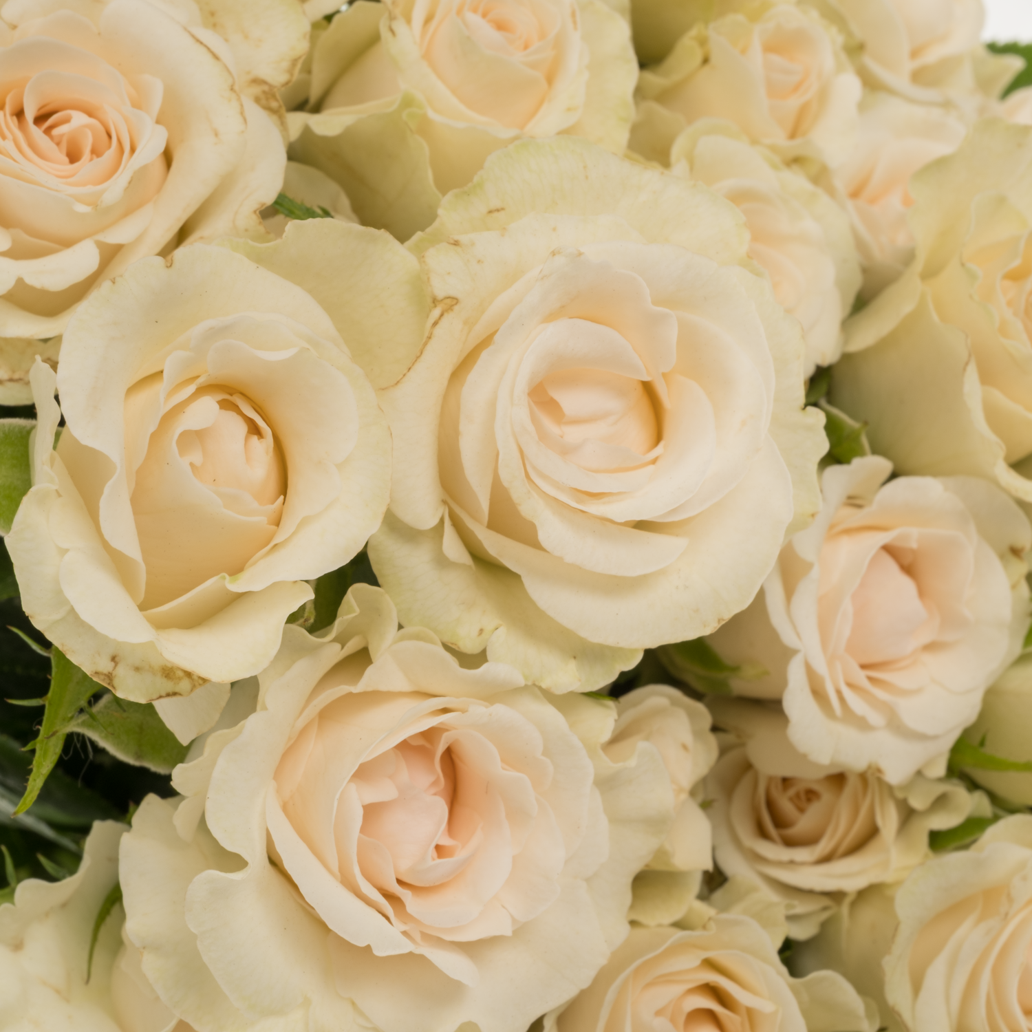 Rose verzweigt creme/apricot Snowdrift 6+Blüte 60cm