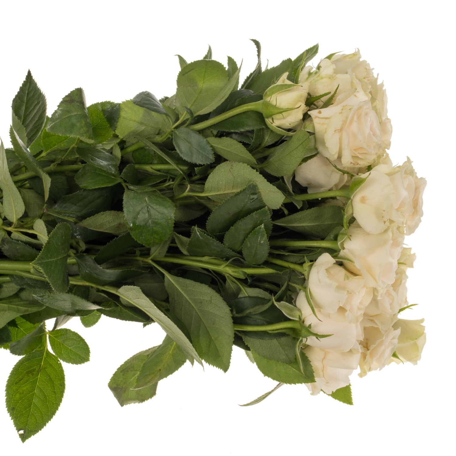 Rose verzweigt creme/apricot Snowdrift 6+Blüte 60cm