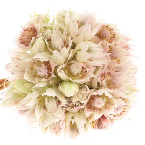 Serriria Blushing creme 2+Blüte 60cm