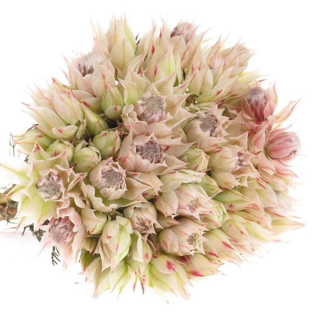 Serriria Blushing weiss 60cm 1-3 Blüte