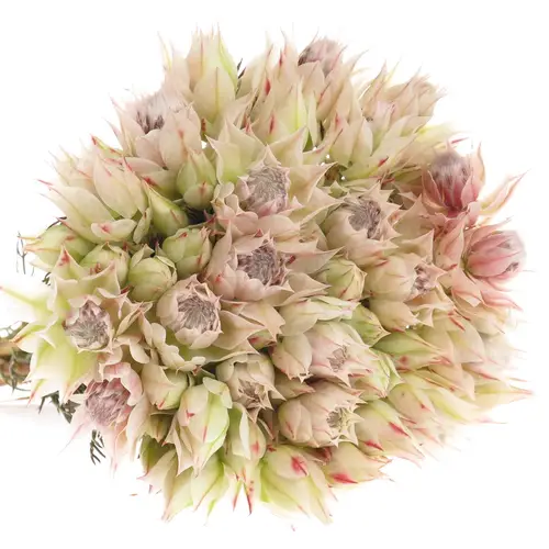 Serriria Blushing weiss 60cm 1-3 Blüte