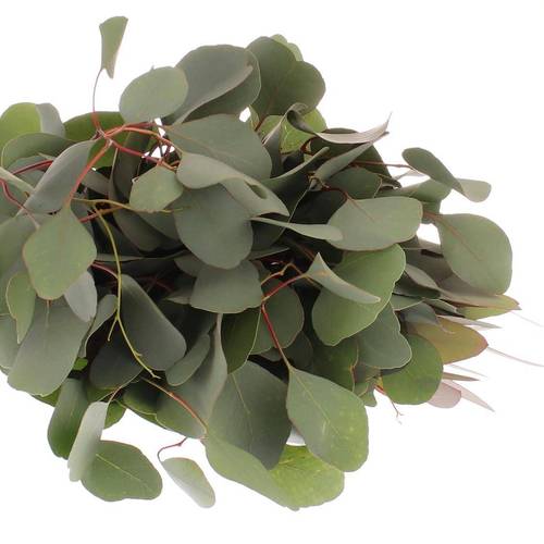 Populus grün rund 150 Gramm 50cm