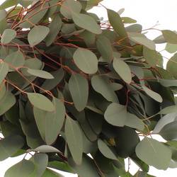 Populus grün rund 150 Gramm 50cm