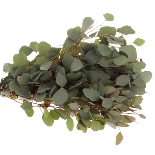 Populus grün rund 150 Gramm 50cm